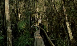 Little Charlie Bowlegs Catwalk Scenic, FL Postcard Postcard