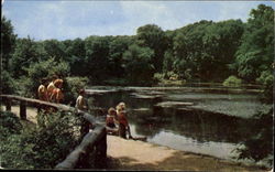 Lily Pond, Millcreek Park Youngstown, OH Postcard Postcard