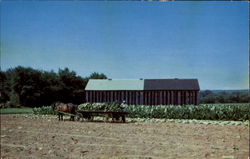 Great Quantities Of Tobacco, Pioneer Valley Postcard