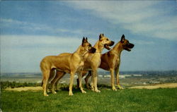 Stock #137082 Thumbnail