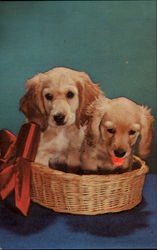 Cocker Puppies Postcard