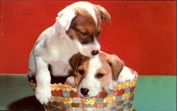 Fox Terrier Pups Postcard