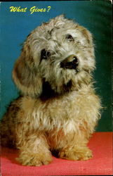 What Gives? Postcard