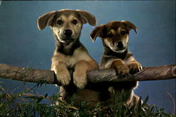 Stock #137097 Thumbnail