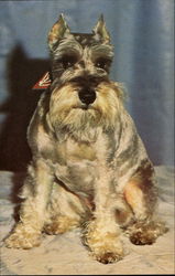 Schnauzer Postcard