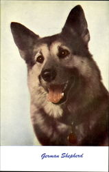 German Shepherd Postcard