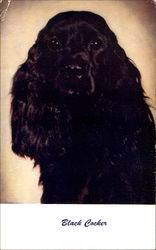 Black Cocker Postcard