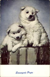 Samoyede Pups Dogs Postcard Postcard