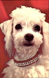Popular Poodle Postcard