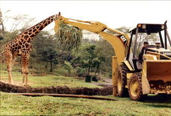 Feeding Time - Caterpillar Dealer Indonesia Southeast Asia