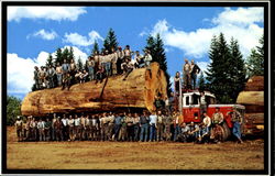 Giant Fir Log Logging