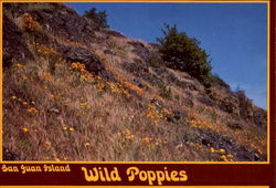 Wild Poppies, San Juan Island Postcard