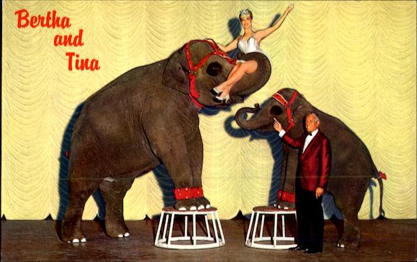 Bertha And Tina Elephants