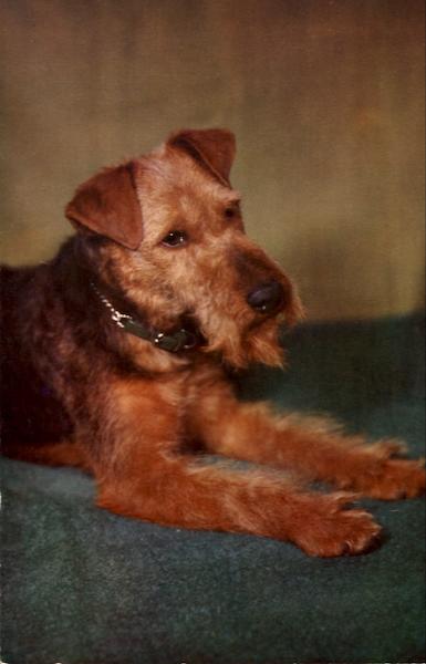 Welsh Terrier Dogs