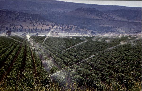 Famous Netted Gem Potatoes Malin Oregon