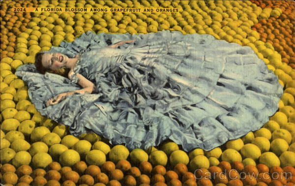 It's Blossom Time In Florida Fruit