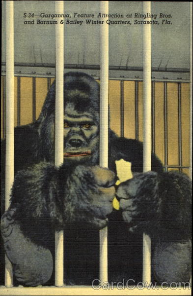 Garagantua Sarasota Florida