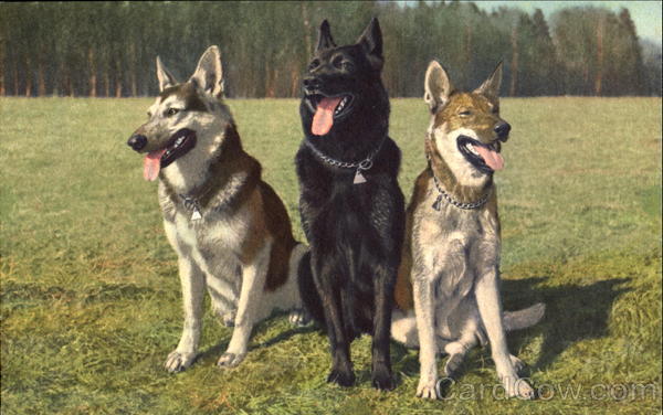 Alsatians Bergers Allemands Dogs