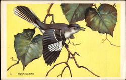 Mockingbird Birds Postcard Postcard