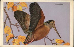 Woodcock Postcard