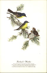 Kirtland's Warbler Birds Postcard Postcard