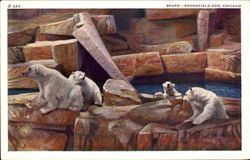 Bears, Brookfield Zoo Postcard