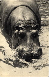 L'un Des Hippopotames, Parc Zoologique Postcard
