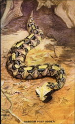 Gaboon Puff Adder Postcard Postcard