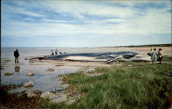 Finback Whale Brewster, MA Fish Postcard Postcard