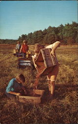 Cranberry Harvesting Scenic, MA Postcard Postcard