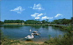 Swan Pond, Edgartown Road Swan Pond, Edgartown Road
