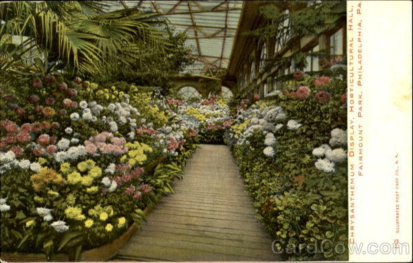Chrysanthemum Display Horticultural Hall, Fairmount Park Philadelphia Pennsylvania