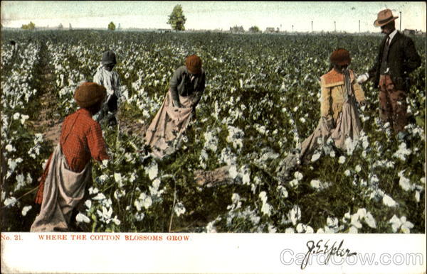 Where The Cotton Blossoms Grow Children