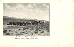 Ten Tons Of Wool On The Desert Cowboy Western Postcard Postcard