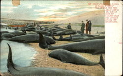 Black Fish Driven Ashore South Wellfleet, MA Postcard 