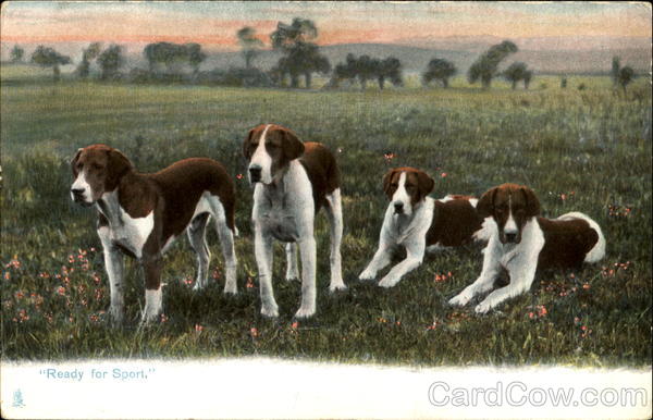 Ready For Sport Dogs