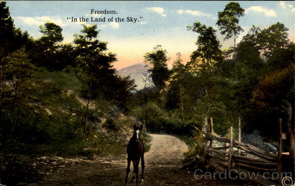 Freedom “In The Land Of The Sky.” Horses