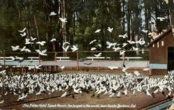 The Potter Hotel Squab Ranch Postcard