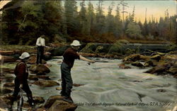 Algonquin National Park Of Ontario Postcard