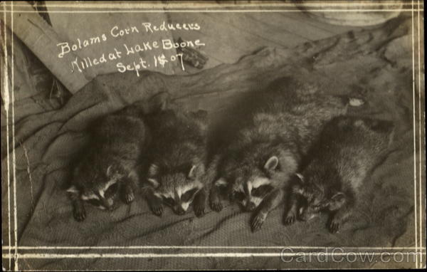 Dead Raccoons Bolam's Corn Reducers Killed at Lake Boone Sept. 1907 Stow Massachusetts