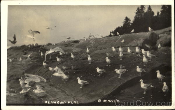 Seagulls Pemaquid Point Scenic Maine