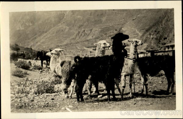 Llamas In The Mountains Peru