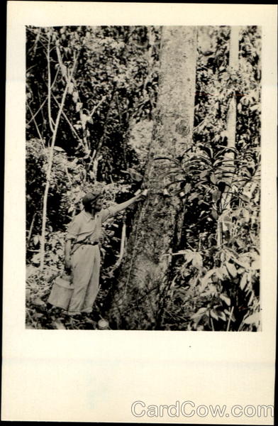 Gathering Rubber Lima Peru