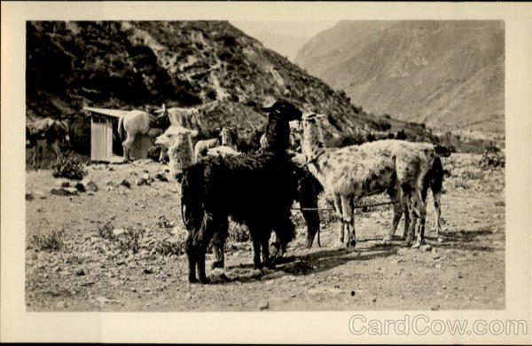 Llamas Peru