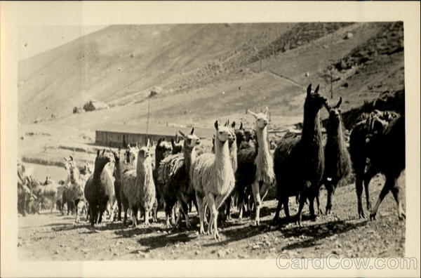 Llamas Peru