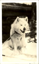 Ed. Clark's Eskimo Sled Dog Postcard