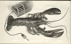 Lobster At Wallis, Sands Beach Postcard