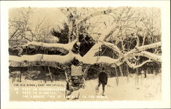 The Big Birch East Northfield, MA Postcard Postcard