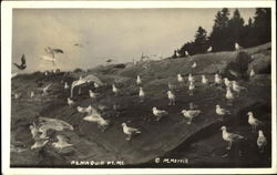 Seagulls Pemaquid Point Postcard
