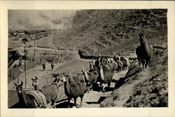 A Llama Pack-Train Peru Postcard Postcard